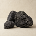 The Biological Fragment